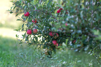 November 2021 iPhone