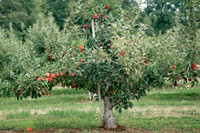 apple picking 2022